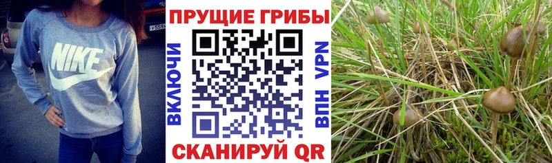 Псилоцибиновые грибы Psilocybe  наркотики  кракен вход  Ивантеевка 